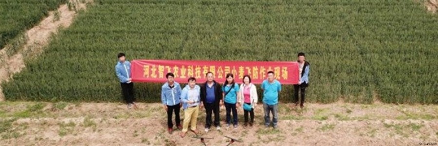 智飛極農(nóng)無人機聯(lián)手河北省植保研究所開展“河北小麥病害減量增效”項目